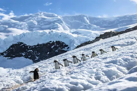 Burung penguin jenis ‘gentoo’, yang biasa kelihatan di Antartika, menuruni gunung ais.