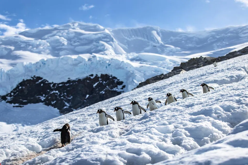 Burung penguin jenis ‘gentoo’, yang biasa kelihatan di Antartika, menuruni gunung ais.