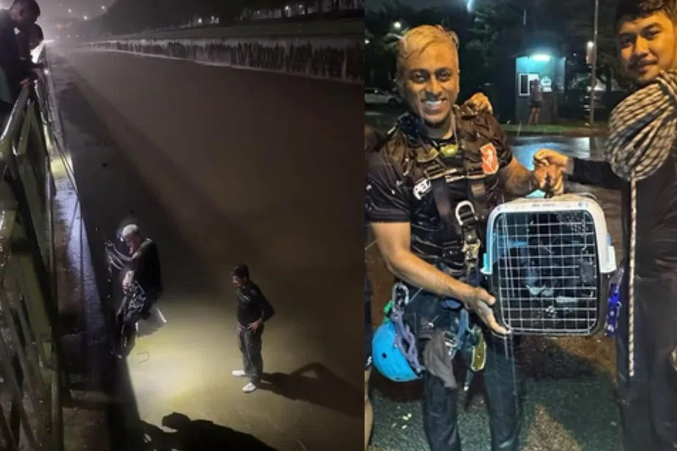 JADI PENYELAMAT: Dua lelaki yang dipercayai pakar akses tali daripada Savage Access Pte Ltd menakik turun parit tatkala air pasang untuk menyelamatkan seekor kucing daripada lemas.