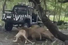 Paparan skrin daripada sebuah video yang tular di media sosial merakam detik ngeri apabila seorang penjaga zoo diserang hingga maut oleh sekumpulan singa di sebuah zoo di Thailand pada 10 September. Insiden tragis itu berlaku di kawasan pameran khas singa, ketika mangsa dilaporkan keluar dari kenderaan perlindungan sebelum diterkam dari belakang oleh seekor singa jantan, diikuti beberapa ekor lain.