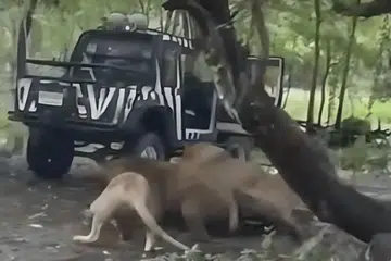 Paparan skrin daripada sebuah video yang tular di media sosial merakam detik ngeri apabila seorang penjaga zoo diserang hingga maut oleh sekumpulan singa di sebuah zoo di Thailand pada 10 September. Insiden tragis itu berlaku di kawasan pameran khas singa, ketika mangsa dilaporkan keluar dari kenderaan perlindungan sebelum diterkam dari belakang oleh seekor singa jantan, diikuti beberapa ekor lain.