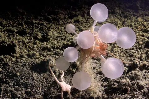 Spesies span baru, iaitu ‘Chondrocladia’, ditemui pada kedalaman 3,601 meter di Parit Utara Kepulauan South Sandwich yang terletak di Lautan Atlantik Selatan.