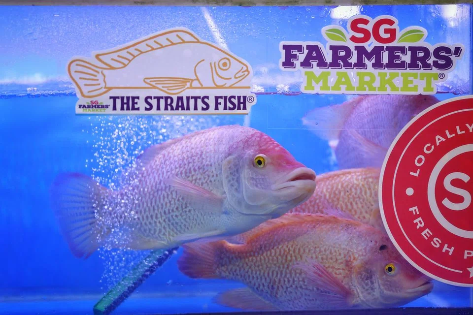 Qian Hu Fish Farm, tilapia, akuakultur