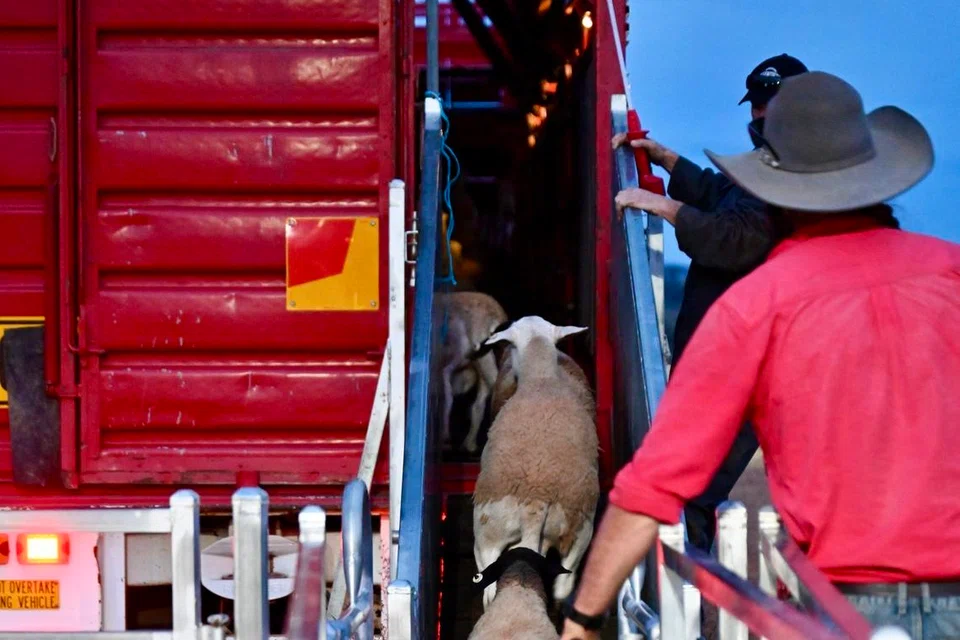 Gembala yang mahir boleh ‘memaksa’ kambing mengikuti arahan dan berjalan satu persatu untuk memasuki treler. Namun, proses ini masih memakan masa beberapa jam.