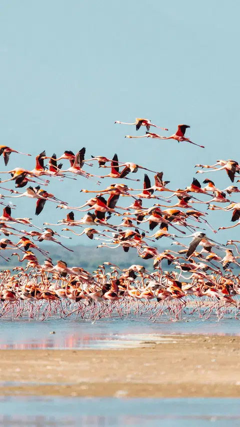 Gambar hiasan kumpulan flamingo.
