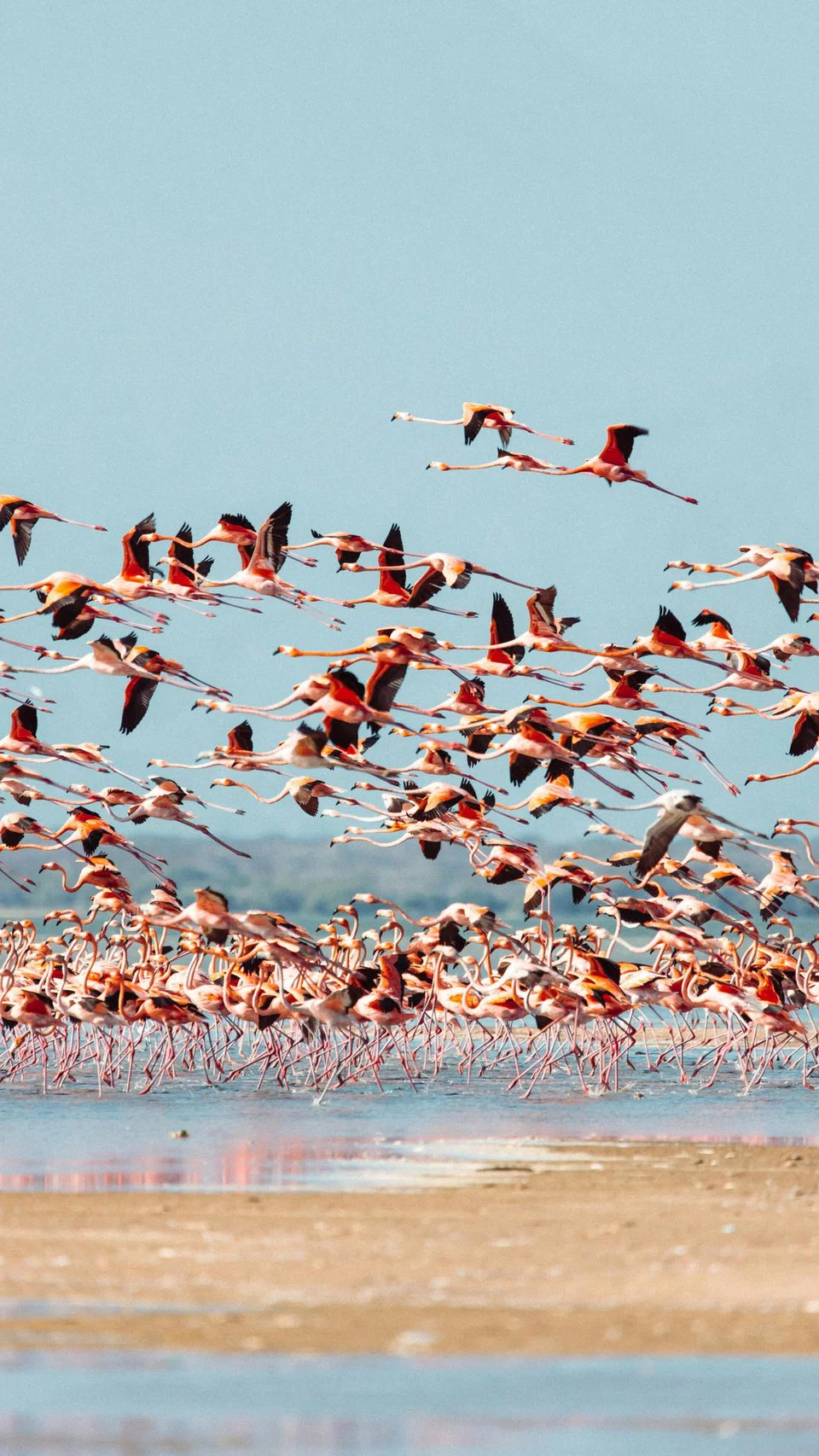Gambar hiasan kumpulan flamingo.