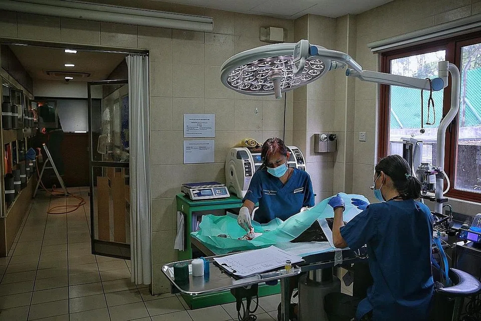 JALANI PEMBEDAHAN: Doktor haiwan Gabrina Goh (kiri) dan jururawat haiwan Keiko Watanabe menjalankan pembedahan ke atas burung helang yang diselamatkan di hospital. - Foto BH oleh KEVIN LIM 