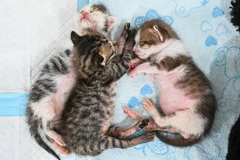 Kucing-kucing dibuang yang Cik Farizah jaga biasanya anak kucing yang ditemui di tapak pembinaan, kawasan perindustrian atau dormitori pekerja asing.