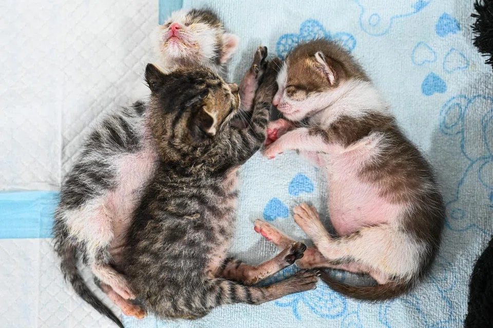 Kucing-kucing dibuang yang Cik Farizah jaga biasanya anak kucing yang ditemui di tapak pembinaan, kawasan perindustrian atau dormitori pekerja asing.