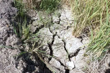 Foto Fail: Tanah kering dan merekah berpunca dari cuaca panas melampau ekoran fenomena El-Nino di Kampung Gulau, Pokok Sena, Kedah setelah Pokok Sena mencatatkan suhu panas tahap dua atau gelombang haba pada 18 Mac. Menurut laman web Jabatan Meteorologi Malaysia (MetMalaysia), Pokok Sena mencatatkan 37 darjah Celsius iaitu pada tahap gelombang haba yang merujuk kepada suhu maksimum harian 37 hingga 40 darjah Celsius sekurang-kurangnya selama tiga hari berturut-turut.
