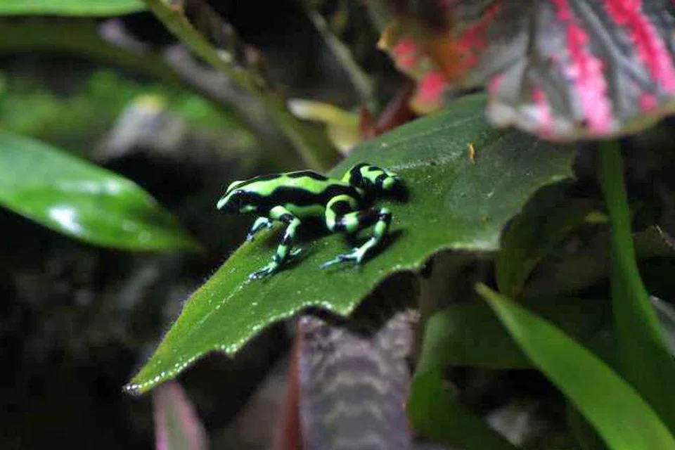 KOLEKSI MENARIK: Spesies menakjubkan - katak panah racun - pelbagai warna yang boleh dilihat di akuarium di Resorts World Sentosa, termasuk pencelupan, biru dan spesies Amazon. Anak katak bersaiz ibu jari adalah amfibia pertama yang akan dipamerkan di akuarium yang mempunyai koleksi 100,000 haiwan daripada 800 spesies itu. - Foto SPH