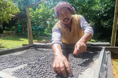 Kedah, ladang kopi, pendapatan, pekerjaan
