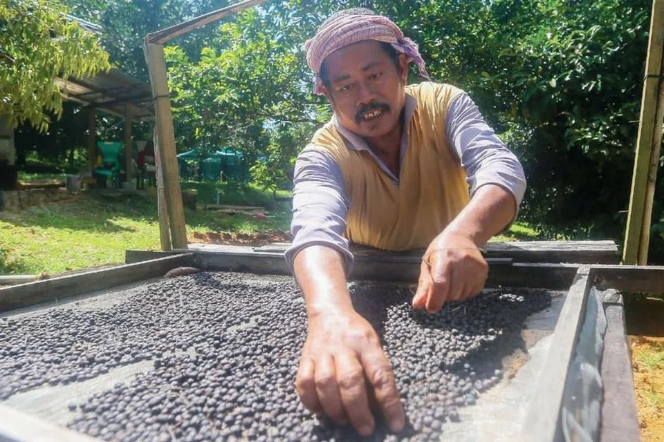 Kedah, ladang kopi, pendapatan, pekerjaan