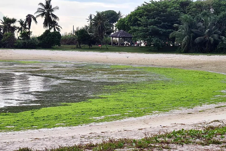 ALGA MEMBIMBANGKAN: Salad laut, sejenis alga, tumbuh segar di Pulau Lazarus atau Pulau Sekijang Pelepah pada Jun 2022. Tumbuhan alga itu membimbangkan kerana ia menghalang rumput laut daripada mendapat cahaya dan oksigen. Rumput laut memainkan peranan penting dalam memerangi perubahan iklim. 