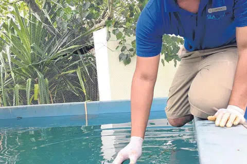 PULIHARA KEHIDUPAN LAUT: Encik Rushan Abdul Rahman jatuh cinta dengan usaha memulihara penyu laut semasa menjalani latihan sambil belajar di Maldives. Beliau kini menjalankan kajian di peringkat PhD dalam bidang pemuliharaan penyu laut di Universiti James Cook. - Foto ihsan RUSHAN ABDUL RAHMAN