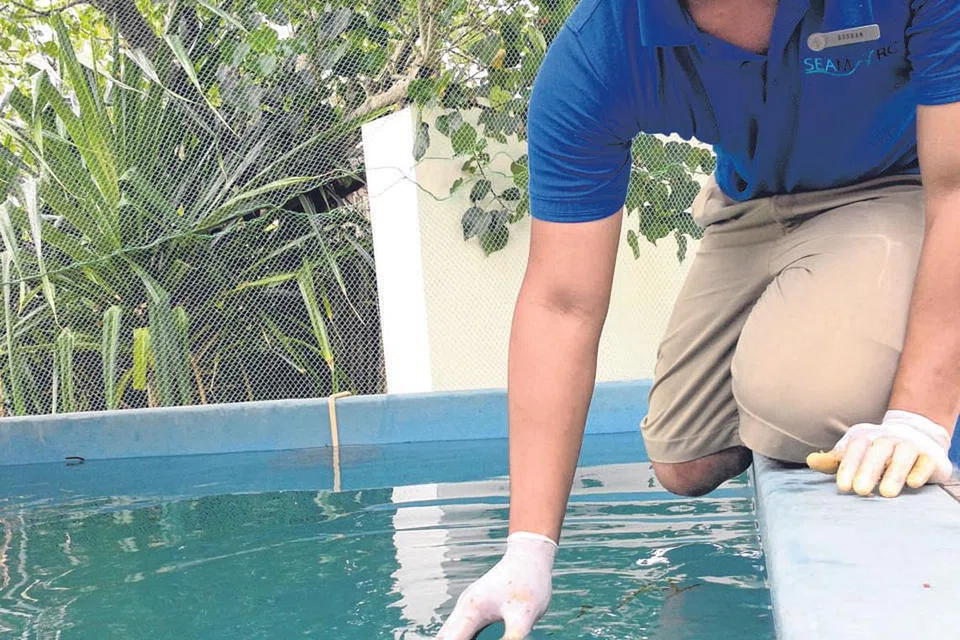 PULIHARA KEHIDUPAN LAUT: Encik Rushan Abdul Rahman jatuh cinta dengan usaha memulihara penyu laut semasa menjalani latihan sambil belajar di Maldives. Beliau kini menjalankan kajian di peringkat PhD dalam bidang pemuliharaan penyu laut di Universiti James Cook. - Foto ihsan RUSHAN ABDUL RAHMAN