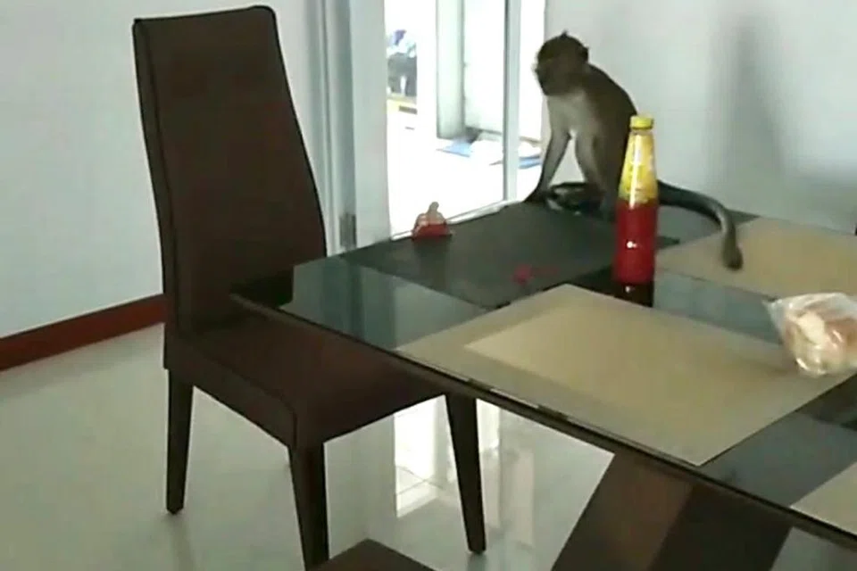 PERISTIWA MENAKUTKAN: Rumah Cik Nur Ashilah Md Pajri di Bukit Batok dimasuki seekor kera yang sedang mencari makanan. Ketika itu, Cik Ashila sedang berada di rumah bersama bayinya yang baru berusia sebulan. 