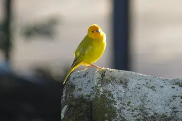 Burung kenari.
