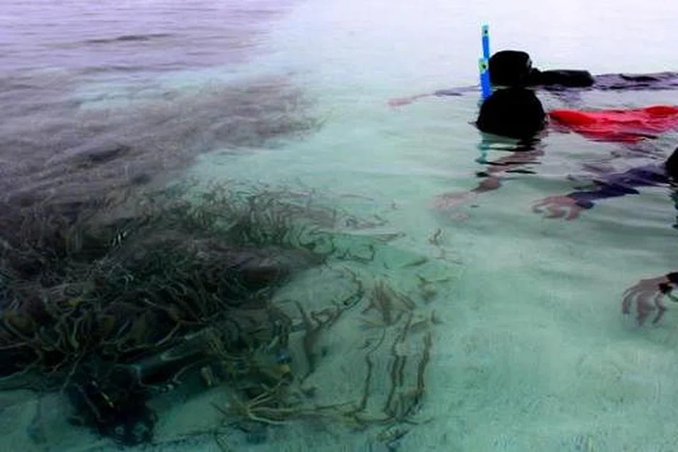 PUAS BERSNORKEL: Anak-anak penulis puas dan gembira dapat bersnorkel di sebuah pulau yang amat terpencil. - Foto-foto REHANA M.SALLEH