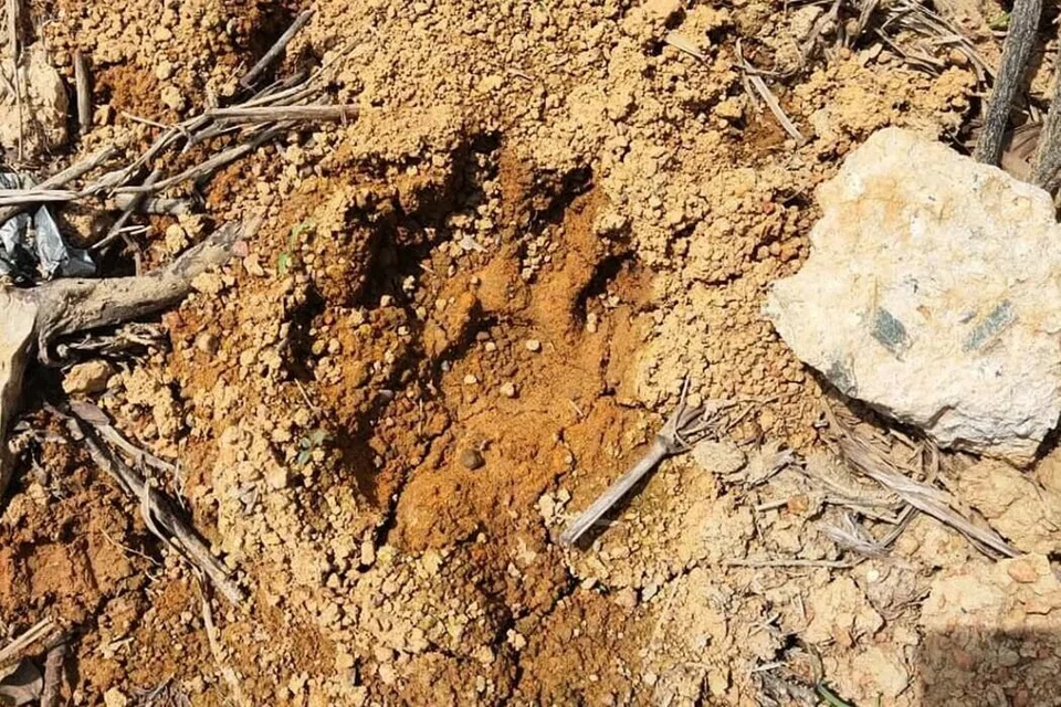 Kesan tapak kaki harimau belang dijumpai di Projek Pertanian Moden di Kluang, Johor, pada 3 April. 