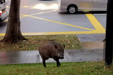 MERAYAU: Babi hutan ini dilihat sekitar 7.30 pagi semalam berhampiran Blok 544 Choa Chu Kang Street 52. - Foto BH oleh WONG KWAI CHOW