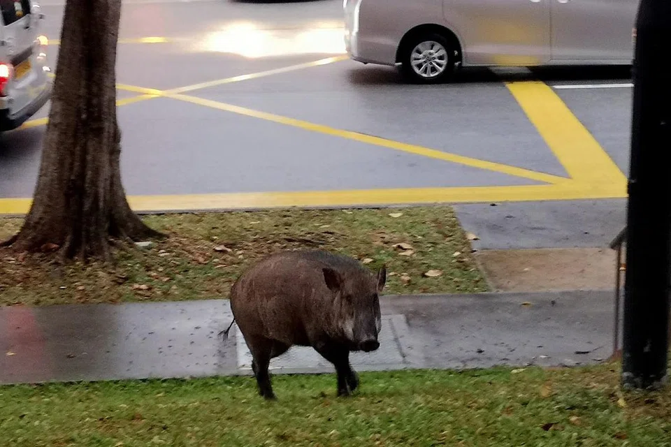 MERAYAU: Babi hutan ini dilihat sekitar 7.30 pagi semalam berhampiran Blok 544 Choa Chu Kang Street 52. - Foto BH oleh WONG KWAI CHOW
