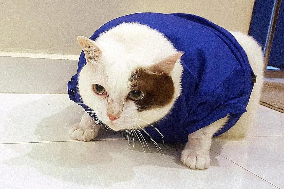 BERGAYA DENGAN BAJU MELAYU: Cary, kucing jantan berusia 12 tahun, mempunyai lebih 14,300 pengikut di Instagram. - Foto NUR DHUHA ESOOF