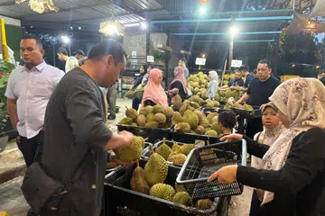 Ezy Durian, Musang King, musim durian, hantu durian 