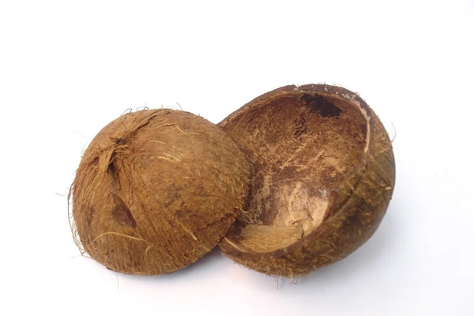 Masyarakat Melayu tradisional memakai tempurung kelapa yang besar untuk ukuran cupak. 