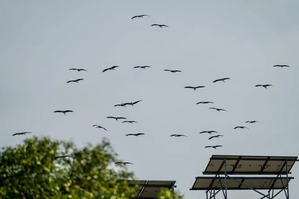 Seorang peminat burung berkata ia merupakan sesuatu yang luar biasa bagi burung Upih-Siput Asia untuk terbang jauh ke arah selatan, sehingga ke Singapura. 