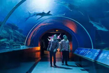 Perdana Menteri, Encik Lawrence Wong (kiri), bersama Putera Mahkota Brunei, yang juga Menteri Kanan di Pejabat Perdana Menteri Brunei, Putera Al-Muhtadee Billah (kanan), menerokai kepelbagaian hidupan marin yang terdapat di Singapore Oceanarium di Sentosa pada 1 Oktober.