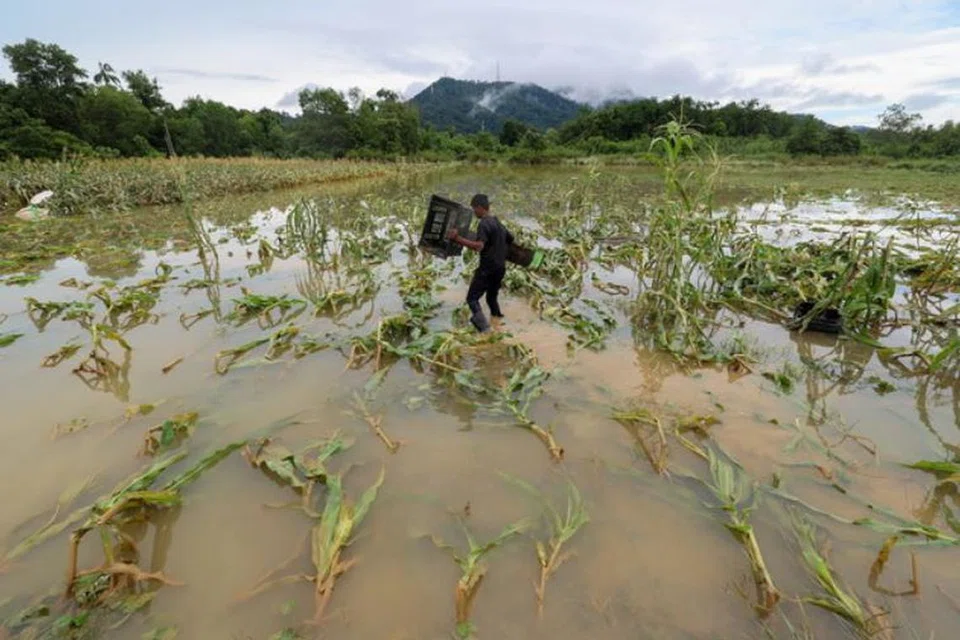 Pengusaha tanaman jagung di Dungun, Terengganu, kerugian lebih RM20,000 ($6060) selepas tanaman dan peralatan ladangnya rosak akibat banjir.
