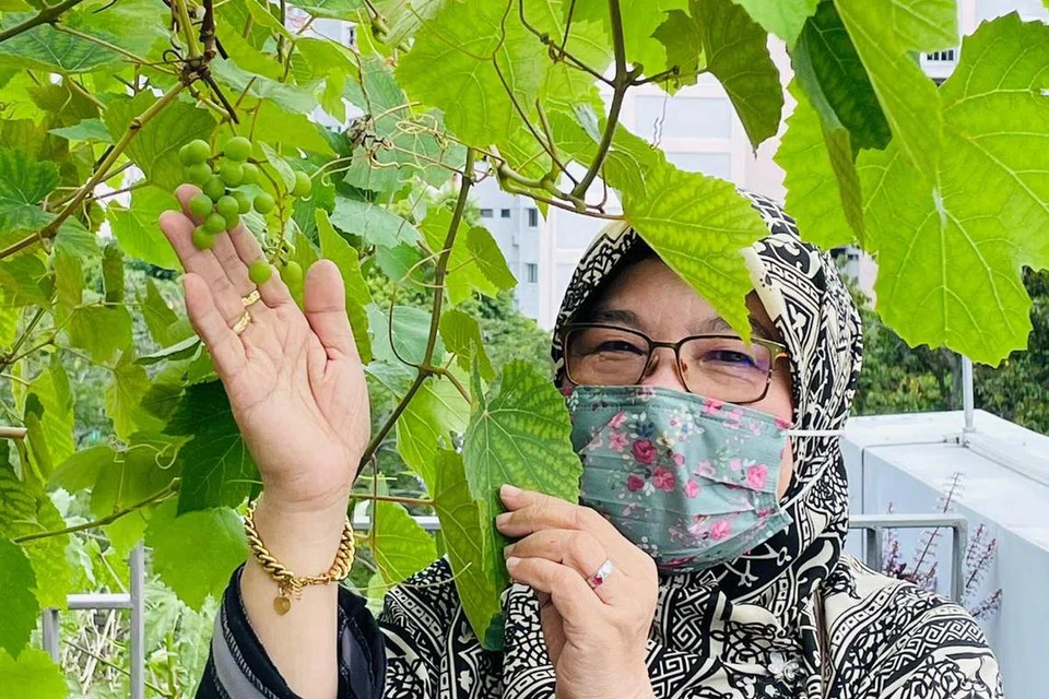 Berkebun juga menjadi minat utama Cik Foziah Yeon, termasuk menguruskan tanam-tanaman di kebun di bumbung Wisma Geylang Serai secara sukarela.
