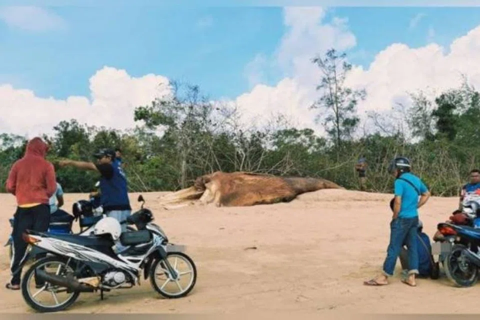 Orang ramai melihat bangkai ikan paus yang ditemukan terdampar dekat Pantai Kampung Sungai Miang, di Pekan, Pahang, pada 24 Februari. 
