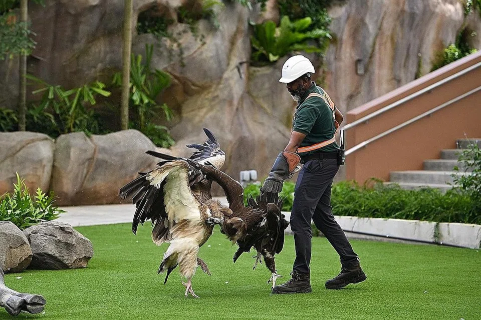 ELAK STRES DI TAMAN BARU: Seorang penjaga membantu menyesuaikan burung hering di Amfiteater Langit baru di Bird Paradise. - Foto-foto ST 