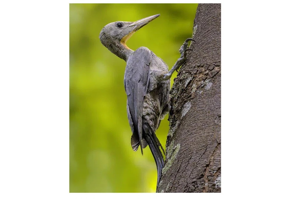 JARANG DILIHAT: Ini kali keempat burung belatuk ini, yang dianggap terbesar di dunia, dilihat di Singapura.