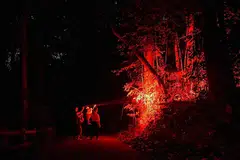 LAMPU MERAH: Kakitangan daripada NParks meninjau hidupan liar malam di Hutan Simpan Bukit Timah. Cahaya merah kurang mengganggu haiwan malam berbanding cahaya putih kerana mata mereka kurang sensitif terhadap cahaya merah yang mempunyai gelombang yang lebih panjang - Foto BH oleh MARK CHEONG. 