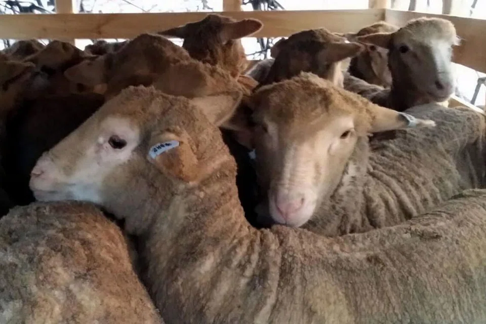 PASTIKAN IBADAH KORBAN DAPAT DILAKSANA: Muis pernah mengimport kambing korban dari sejauh Canada dan Ireland bagi memastikan ibadah korban dapat dilaksanakan. - Foto fail