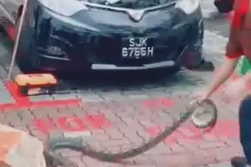 AKHIRNYA DITANGKAP: Ular sawa sepanjang dua meter ditangkap orang ramai setelah ia bersembunyi di dalam kawasan enjin sebuah kereta.