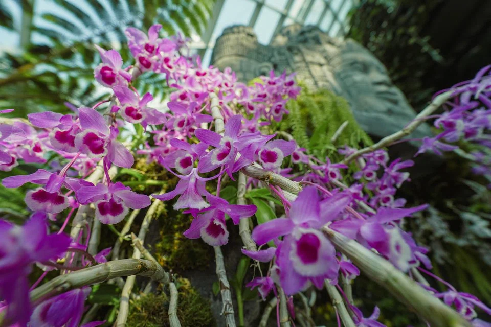 Anggerik jenis ‘Dendrobium Adastra’ ini dapat dilihat di pameran. Jenis anggerik ini mempunyai bunga yang tumbuh secara melimpah dan terjuntai, menyerupai ‘air terjun bunga’. Fenomena ini hampir mustahil  dicapai dalam cuaca Singapura.