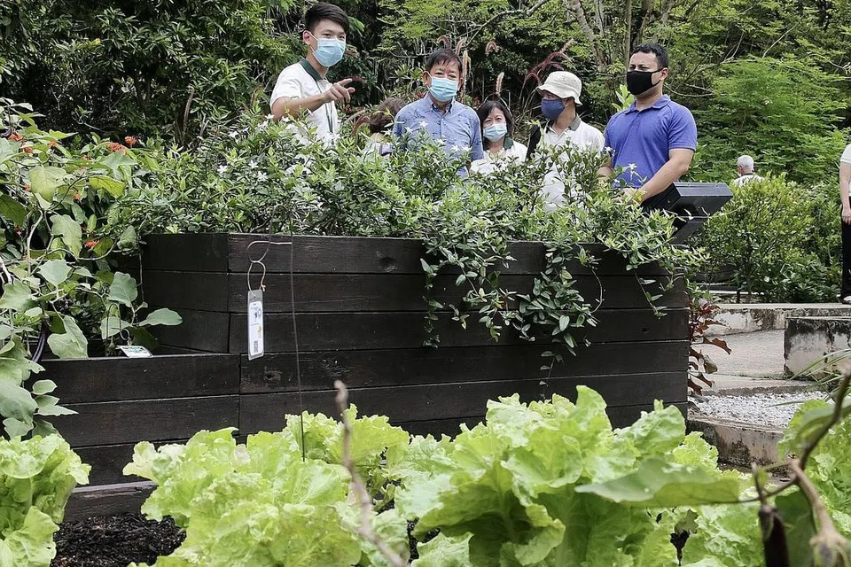 RUANG CUCUK TANAM: Menteri Pembangunan Negara Encik Desmond Lee (kanan sekali) berkata NParks akan memperuntuk lebih banyak ruang dan sumber untuk menyokong minat warga Singapura bercucuk tanam. - Foto ZAOBAO