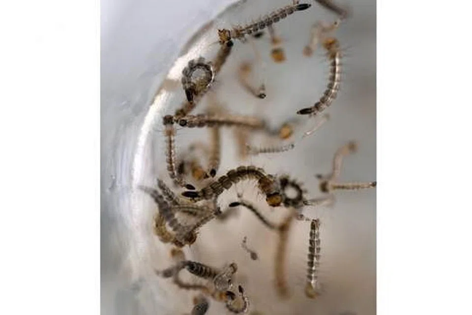 MENGANCAM KESIHATAN: Gambar larva nyamuk Aedes aegypti yang diambil di makmal Kementerian Kesihatan di San Salvador pada 7 Februari lalu. Pihak penguasa kesihatan El Salvador terus menggandakan usaha menghapuskan nyamuk berkenaan - pembawa virus Zika - yang boleh menyebabkan mikrosefali (kepala kecil) dan Sindrom Guillain-Barré pada janin. - Foto AFP