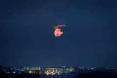 flower moon, bulan ‘bunga’, kawasan timur