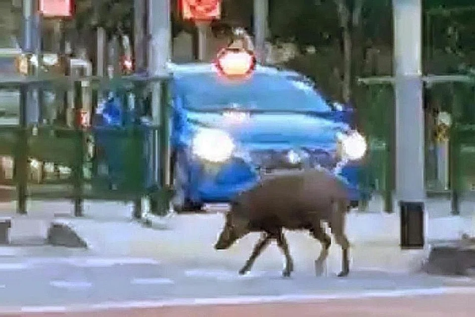 Babi hutan yang dirakam menyeberangi jalan di Punggol Walk pada 20 Februari. - Foto FACEBOOK SUN XUELING DAN PEMBACA SHIN MIN