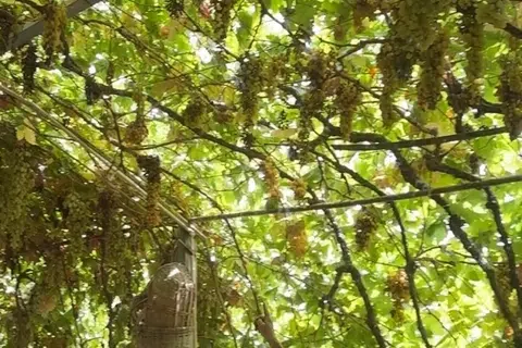 Penulis melawati ladang anggur yang dimiliki keluarga Uyghur semasa di Grape Valley yang terkenal dengan anggur segar dan kismis di wilayah Xinjiang.