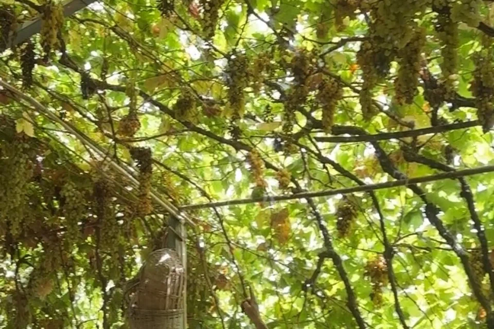 Penulis melawati ladang anggur yang dimiliki keluarga Uyghur semasa di Grape Valley yang terkenal dengan anggur segar dan kismis di wilayah Xinjiang.