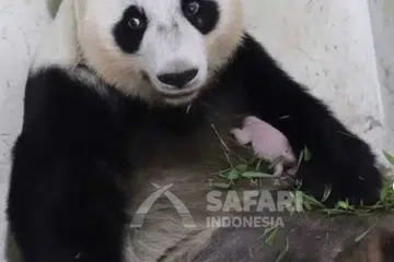 Panda, Indonesia, China 