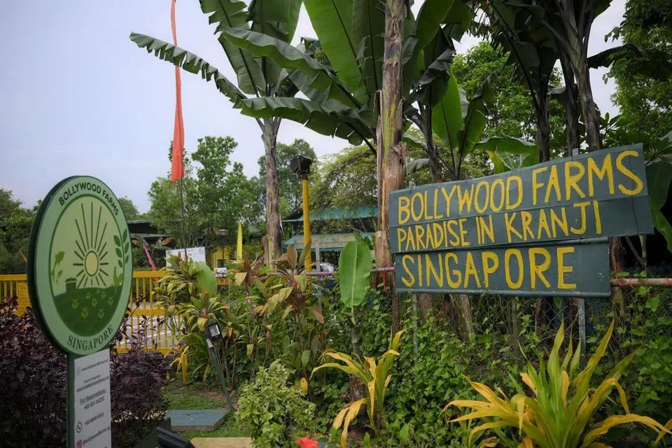 lim chu kang