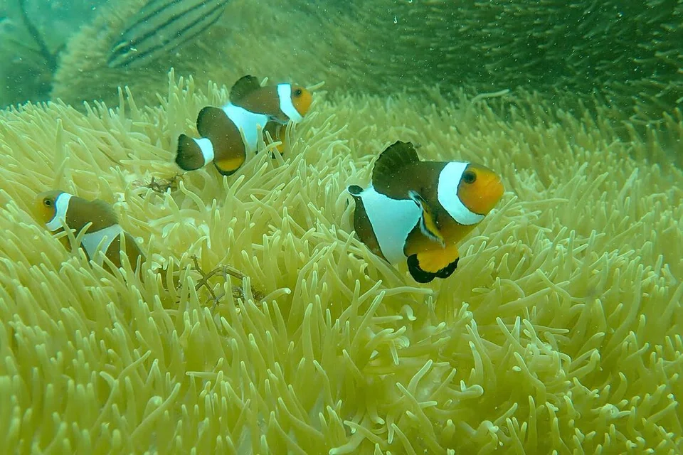 Terumbu karang di Pulau Hantu, Singapura, pada 2021. Terumbu karang menyokong kira-kira satu perempat daripada kehidupan marin, termasuk ribuan spesies ikan.
