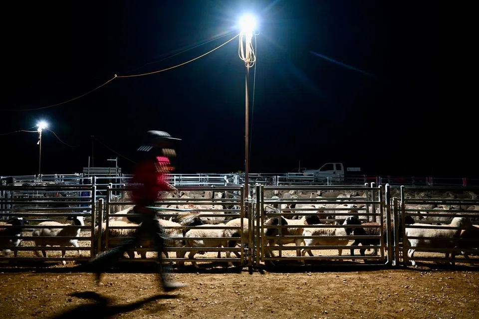 Selepas menjalani pemeriksaan dan dikira, kambing biri-biri dibiarkan berlari-lari dalam kandang sebelum dikumpulkan semula untuk digembala memasuki treler.